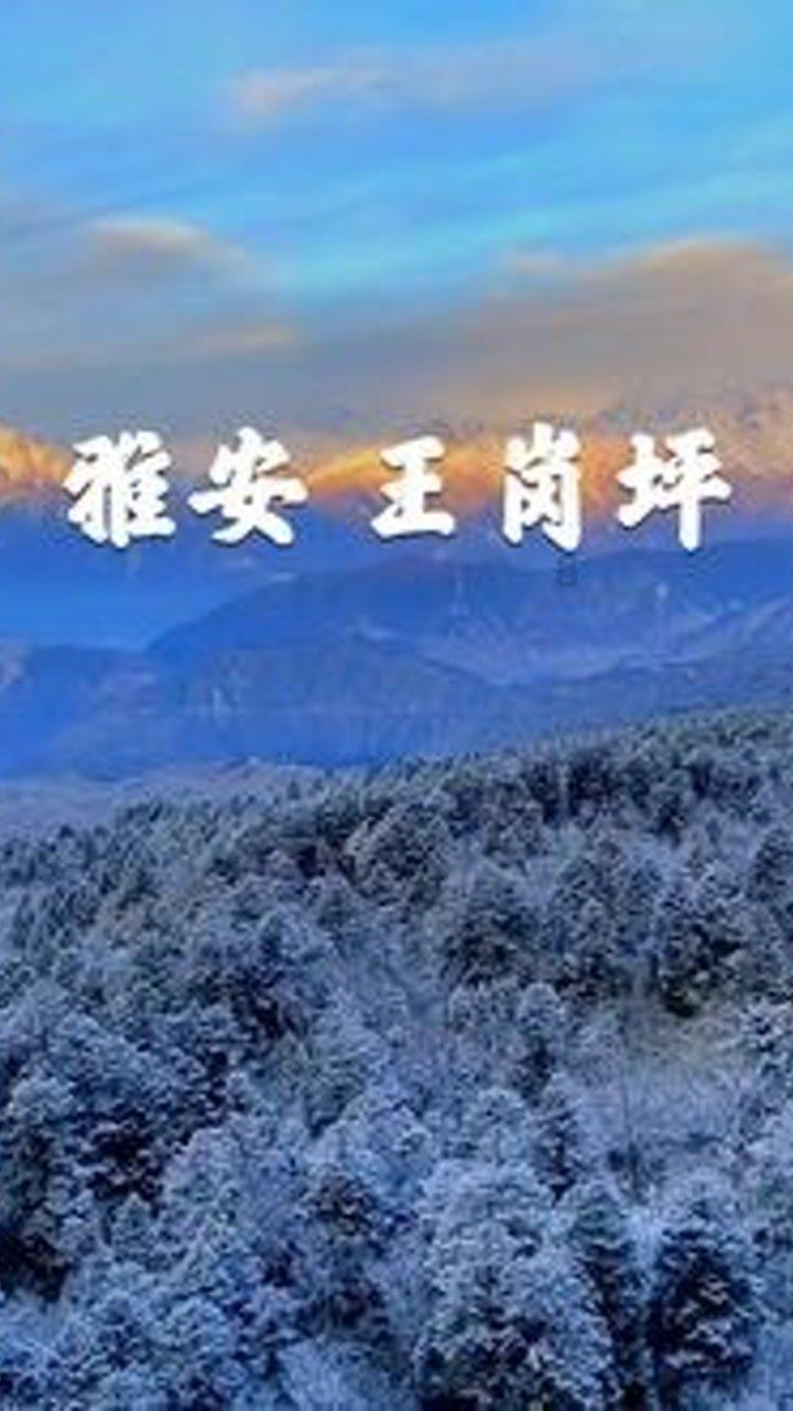 红色鹦鹉逃脱